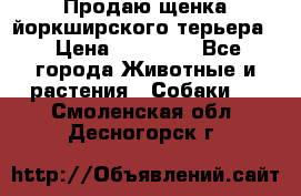 Продаю щенка йоркширского терьера  › Цена ­ 20 000 - Все города Животные и растения » Собаки   . Смоленская обл.,Десногорск г.